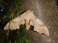 Marumba quercus