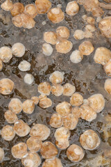 Heteranomia squamula