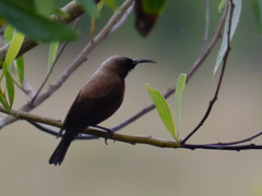 Chalcomitra fuliginosa