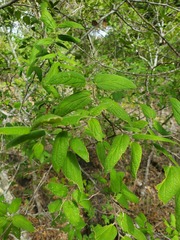 Celtis lindheimeri