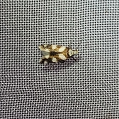 Pseudotelphusa tessella