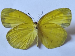 Eurema
