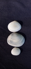 Pseudarcopagia botanica