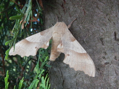 Marumba quercus