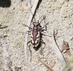 Cicindela lengi