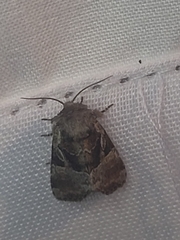 Meropleon ambifusca