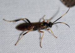 Polytribax contiguus