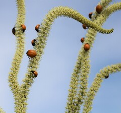 Chalcas obesa
