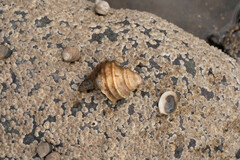 Neptunea decemcostata