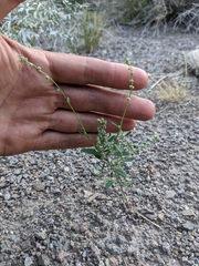 Chenopodium pratericola
