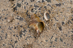 Neptunea decemcostata