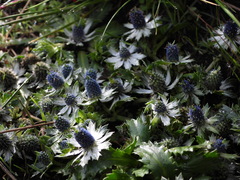 Eryngium carlinae