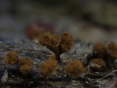 Trichia crateriformis