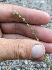 Chenopodium pratericola