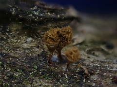 Trichia crateriformis