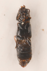 Phloeonomus