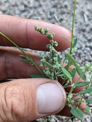Chenopodium pratericola