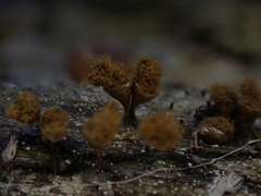 Trichia crateriformis