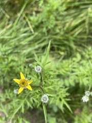 Bidens tenuisecta