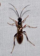 Polytribax contiguus