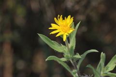 Heterotheca camporum