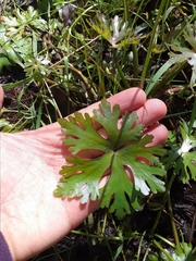 Ranunculus apiifolius