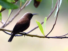 Chalcomitra fuliginosa