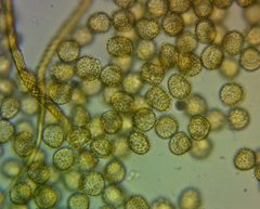 Trichia crateriformis