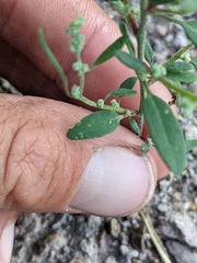Chenopodium pratericola