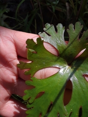Ranunculus apiifolius