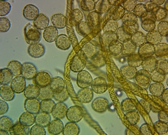 Trichia crateriformis