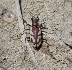 Cicindela lengi