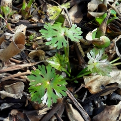 Ranunculus apiifolius
