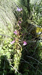 Penstemon campanulatus