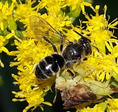 Lasioglossum coriaceum