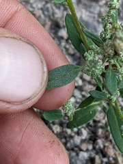 Chenopodium pratericola