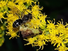 Lasioglossum coriaceum