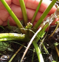 Ranunculus apiifolius