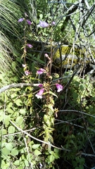 Penstemon campanulatus