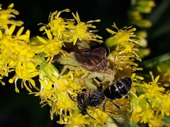 Lasioglossum coriaceum