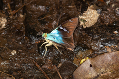 Astraptes fulgerator fulgerator