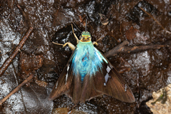 Astraptes fulgerator fulgerator