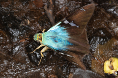 Astraptes fulgerator fulgerator