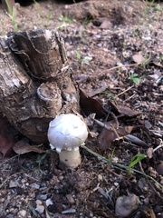 Agaricus evertens
