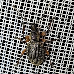 Otiorhynchus lepidopterus