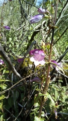 Penstemon campanulatus
