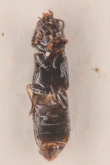 Phloeonomus