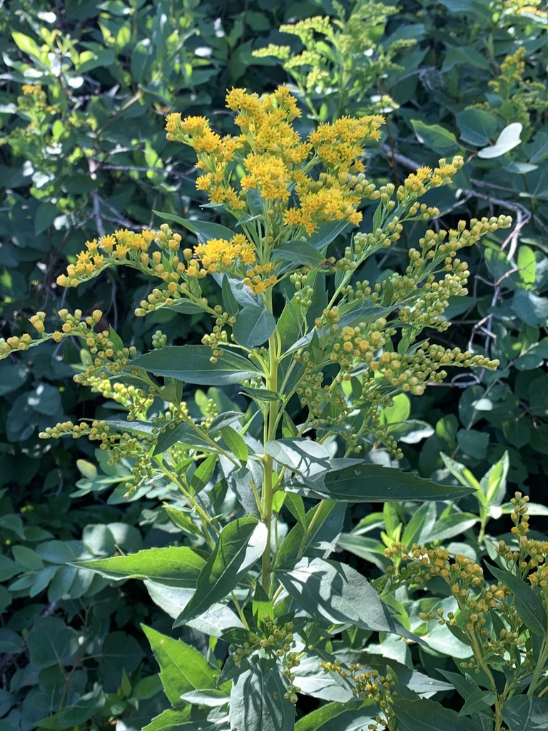 giant goldenrod in August 2022 by k_hamilton. Upper stems hairless ...