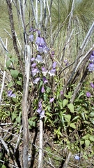 Penstemon campanulatus