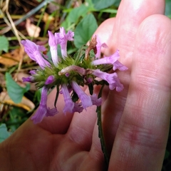 Betonica officinalis